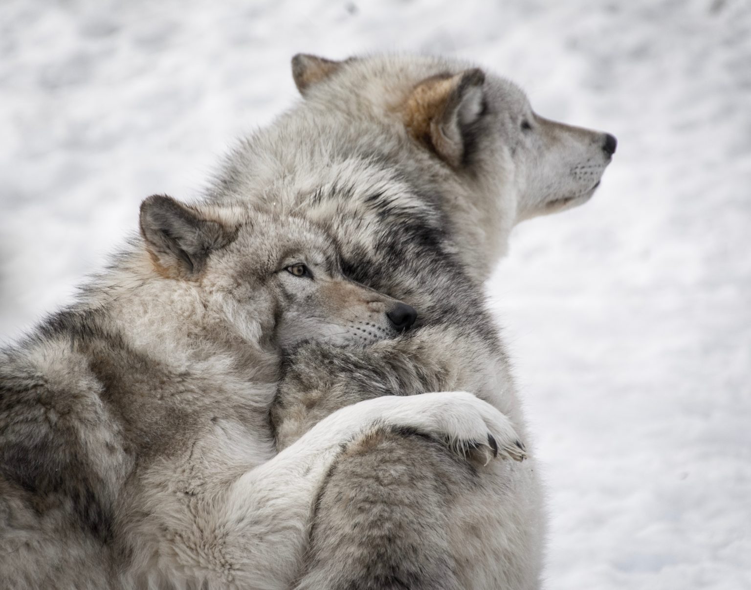 Feed the Right Wolf Relationship Counseling Center of Long Beach