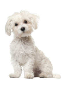 If a near-toothless Maltese can find confidence in her power, you can find confidence in your relationship.